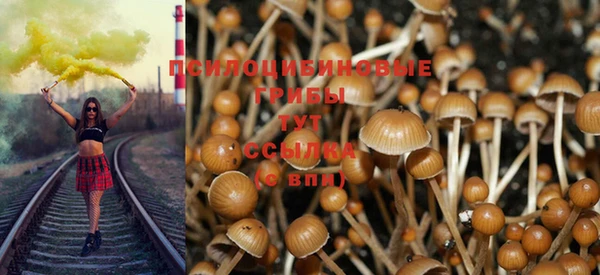 стаф Аркадак